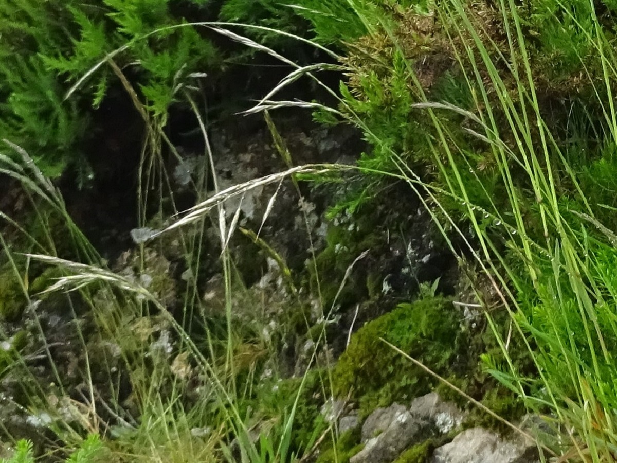 Helictochloa marginata (Poaceae)